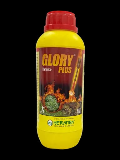 GLORY PLUS