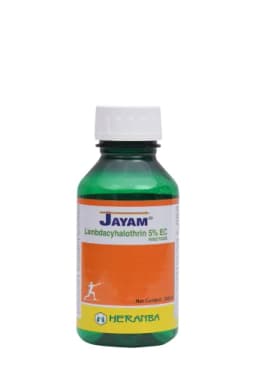 JAYAM view 16