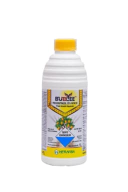 BUBLEE view 1