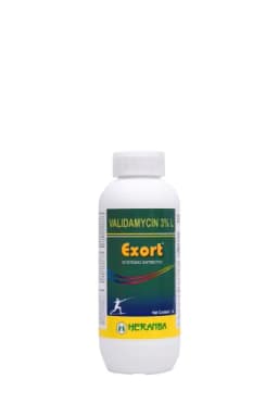EXORT view 1