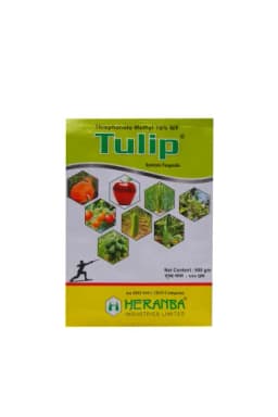 TULIP view 3